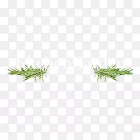 �ݣ�ֲ�����ˮ��ݣ��ݱ�ֲ��-������