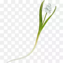 ºÌ±¾¿ÆÖ²Îï¾¥°×»¨-¿ÕÈôÍø ºÌ±¾¿ÆÖ²Îï¾¥°×»¨-¿ÕÈôÍø