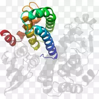 无脊椎动物夹术线动物-血友病-空若网 无脊椎动物夹术线动物-血友病-空若网