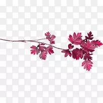 Ҷ֦-������