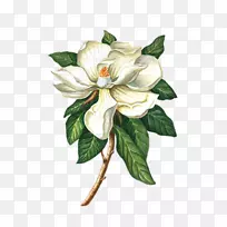 南玉兰海角茉莉花玉兰木兰植物水彩白花-空若网 南玉兰海角茉莉花玉兰木兰植物水彩白花-空若网