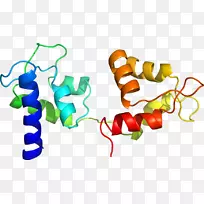 剪贴画产品有机体线橙色S.A。-海湾扇贝-空若网 剪贴画产品有机体线橙色S.A。-海湾扇贝-空若网