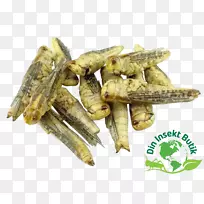 蟋蟀,飞蝗,蝗虫-昆虫-空若网 蟋蟀,飞蝗,蝗虫-昆虫-空若网