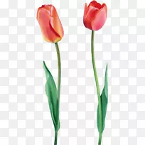 郁金香花束夹艺术-郁金香-空若网 郁金香花束夹艺术-郁金香-空若网