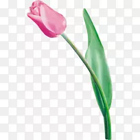 郁金香花束郁金香-空若网 郁金香花束郁金香-空若网