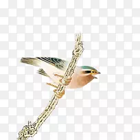 小鸟下载-树枝鸟-空若网 小鸟下载-树枝鸟-空若网