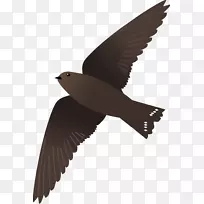 喙水鸟动物群羽毛-空若网 喙水鸟动物群羽毛-空若网