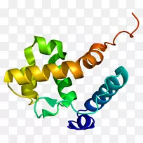 SMARCB 1蛋白SMARCB 1-空若网 SMARCB 1蛋白SMARCB 1-空若网