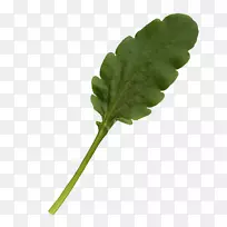 叶菜茎盆叶-空若网 叶菜茎盆叶-空若网