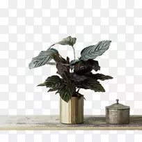 葫芦科植物花盆电子邮件-空若网 葫芦科植物花盆电子邮件-空若网