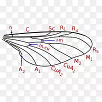 昆虫翅线虫科-空若网 昆虫翅线虫科-空若网
