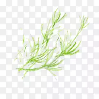 草本植物茎草本植物-空若网 草本植物茎草本植物-空若网