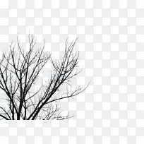 树枝树桌面壁纸剪贴画-树枝-空若网 树枝树桌面壁纸剪贴画-树枝-空若网