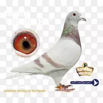 Gravelines���Ӻ͸��Ӳ���SkyRock-������