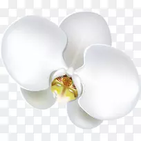 花蛾兰花百合夹艺术兰花-空若网 花蛾兰花百合夹艺术兰花-空若网