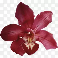 兰花兰花-空若网 兰花兰花-空若网