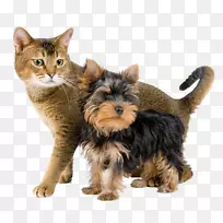 约克郡小猎犬诺维奇猎犬澳大利亚丝毛猎犬-猫-空若网 约克郡小猎犬诺维奇猎犬澳大利亚丝毛猎犬-猫-空若网