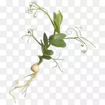 �߲˲ݱ�ֲ�ﾥ����ֲ��-������