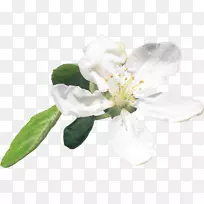 ����ֲ��ƻ���廨����-������