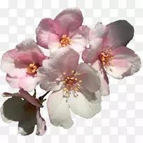 樱花甜樱桃切花艺术-空若网 樱花甜樱桃切花艺术-空若网