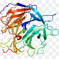 剪贴画线点产品有机体-Loligo-空若网 剪贴画线点产品有机体-Loligo-空若网