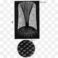 显微显微镜科学图像书显微镜-空若网 显微显微镜科学图像书显微镜-空若网