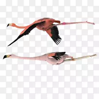 鸟类火烈鸟剪贴画png图片图像飞行海鸥-空若网 鸟类火烈鸟剪贴画png图片图像飞行海鸥-空若网