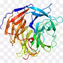 �������廭�ߵ��л���-Loligo-������