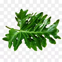 下载剪贴画-叶-空若网 下载剪贴画-叶-空若网