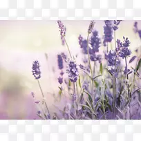 ޹�²���ƽ̨-Valensole������ľ��Ӱ-޹�²�-������