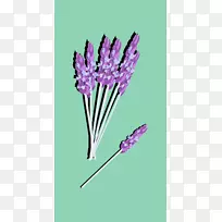 英国薰衣草-薰衣草-空若网 英国薰衣草-薰衣草-空若网