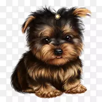 约克郡小猎犬,澳大利亚丝状猎犬,莫基小狗-空若网 约克郡小猎犬,澳大利亚丝状猎犬,莫基小狗-空若网