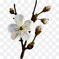 花泉-空若网 花泉-空若网