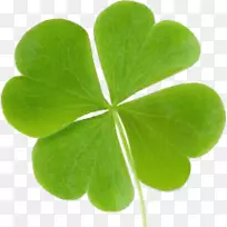 四叶草三叶草幸运像圣帕特里克节-空若网 四叶草三叶草幸运像圣帕特里克节-空若网
