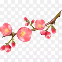 开花昆士林-免费剪贴画-春天-空若网 开花昆士林-免费剪贴画-春天-空若网