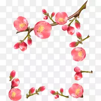 无花果-空若网 无花果-空若网