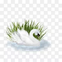 png图片图像剪辑艺术摄影.鸭子-空若网 png图片图像剪辑艺术摄影.鸭子-空若网