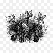 绘制开花植物/m/02csf树-空若网 绘制开花植物/m/02csf树-空若网