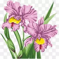 花卉设计切花兰花形象-空若网 花卉设计切花兰花形象-空若网