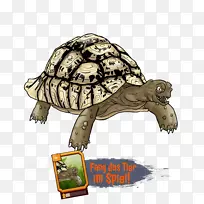盒龟公司原始的乌龟动物-空若网 盒龟公司原始的乌龟动物-空若网