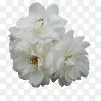 切花栀子花花束花瓣花-空若网 切花栀子花花束花瓣花-空若网