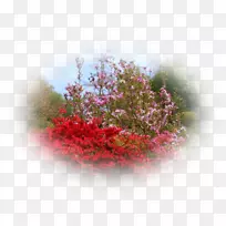 灌木粉红色m叶栅-空若网 灌木粉红色m叶栅-空若网