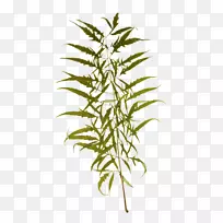 ���Ĳ�����֦ľ���»�-������