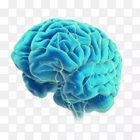 科学脑医学插图医学.肾上腺-空若网 科学脑医学插图医学.肾上腺-空若网