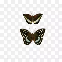 À¥³æTanaecia crphorus lexias airopa PieraeºÚ¼â´ó¹«-Òì¹úºûµû-¿ÕÈôÍø À¥³æTanaecia crphorus lexias airopa PieraeºÚ¼â´ó¹«-Òì¹úºûµû-¿ÕÈôÍø