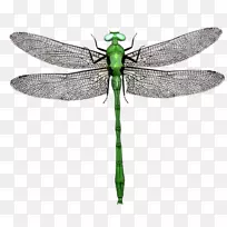 蜻蜓原图图解摄影画版税-免费-蜻蜓-空若网 蜻蜓原图图解摄影画版税-免费-蜻蜓-空若网