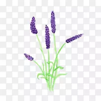 英国薰衣草剪贴画png图片图像图形盆栽薰衣草-空若网 英国薰衣草剪贴画png图片图像图形盆栽薰衣草-空若网