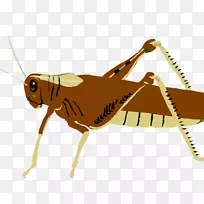 剪贴画蚱蜢图形昆虫蝗虫-空若网 剪贴画蚱蜢图形昆虫蝗虫-空若网