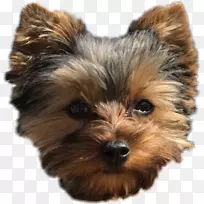 约克郡猎犬诺维奇猎犬澳大利亚丝绸猎犬诺福克猎犬-小狗-空若网 约克郡猎犬诺维奇猎犬澳大利亚丝绸猎犬诺福克猎犬-小狗-空若网