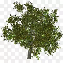 树png图片中心博客灌木绘画-树-空若网 树png图片中心博客灌木绘画-树-空若网